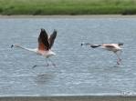 Flamingos alçam voo no Parque Nacional da Lagoa do Peixe, no sul do Rio Grande do Sul, entre a Lagoa dos Patos e o Oceano Atlântico